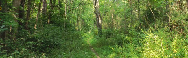 narrow trail through a forest