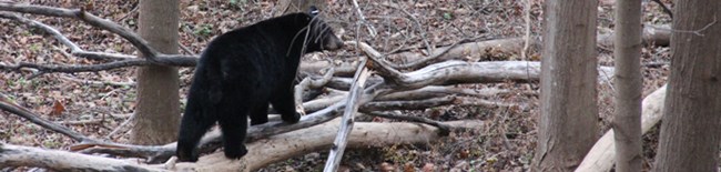 black bear walking on a log black bear walking on a log