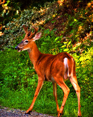 Hunting - Delaware Water Gap National Recreation Area (U.S. National Park Service)