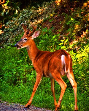 White-tailed buck