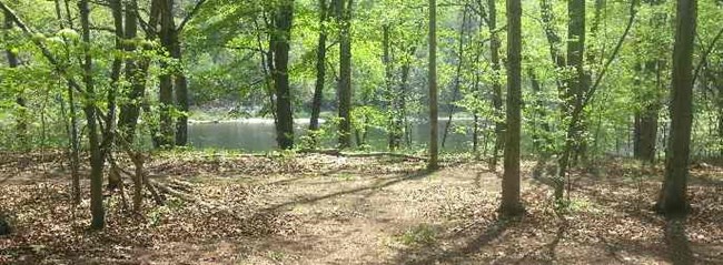 primitive campsite in forest with river in the background