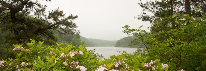 flowers and trees with pond in the background