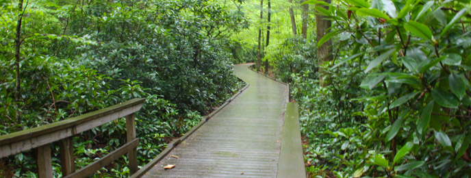 boardwalk in a thicket of rhododendron boardwalk in a thicket of rhododendron