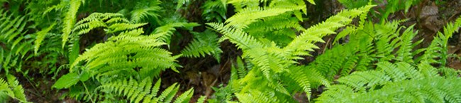 fern leaves