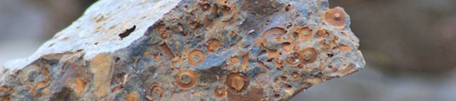 rock with numerous fossils rock with numerous fossils