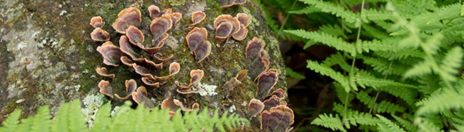 fungi on a log among ferns fungi on a log among ferns