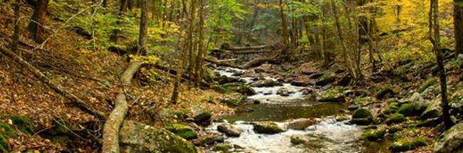 creek flowing over rocks in a forested area