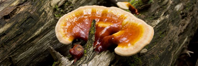 colorful fungi on a log