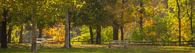 A picnic area surrounded by trees with bright yellow and green leaves.