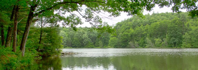 A large slightly longer than wider three sided pond with trees overhanging the edges. Across the pond a lush forest full of trees and under-lying vegetation