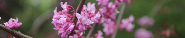 close up view of redbud flowers on tree branch close up view of redbud flowers on tree branch