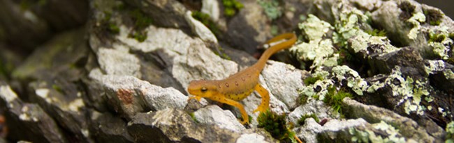 orange salamander on rock orange salamander on rock