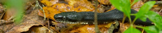 black snake in vegetation black snake in vegetation