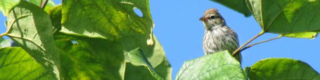 a bird perched among tree leaves a bird perched among tree leaves
