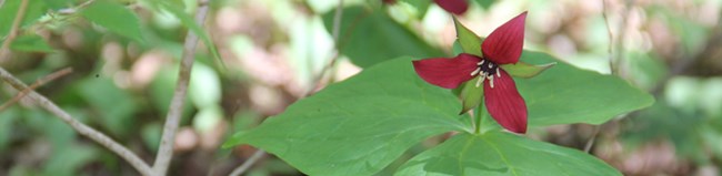 close-up of a trillium flower