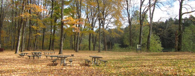 A fall campground with picnic tables and colorful trees.