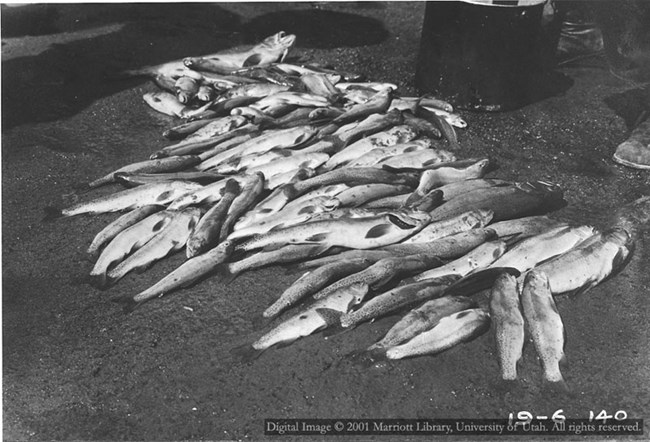 Fish Caught in Jones Creek