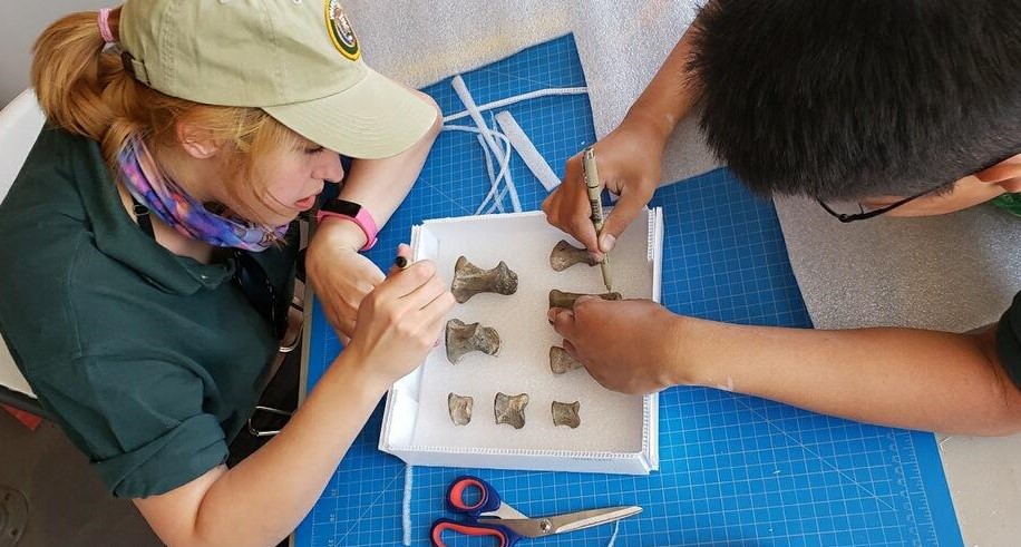 Interns curating dinosaur fossils.