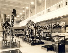 The Apatosaurus found by Earl Douglass on display at Carnegie Museum in 1915.