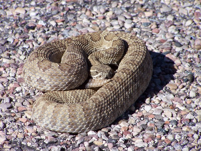 A light-colored rattlesnake coils up on pavement.