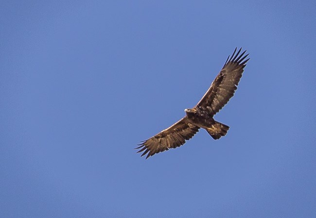 View from below of a golden eagle soaring in a blue sky. The bird is brown in color, with golden feathers around the neck and base of the tail, and yellow feet.