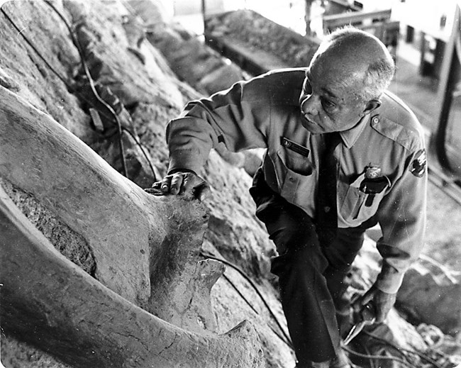 A black and white photo of a man in park service uniform examining a fossil on the Wall of Bones.