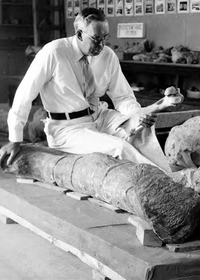 A black and white photo of a man holding a femur while sitting among fossils and bones.