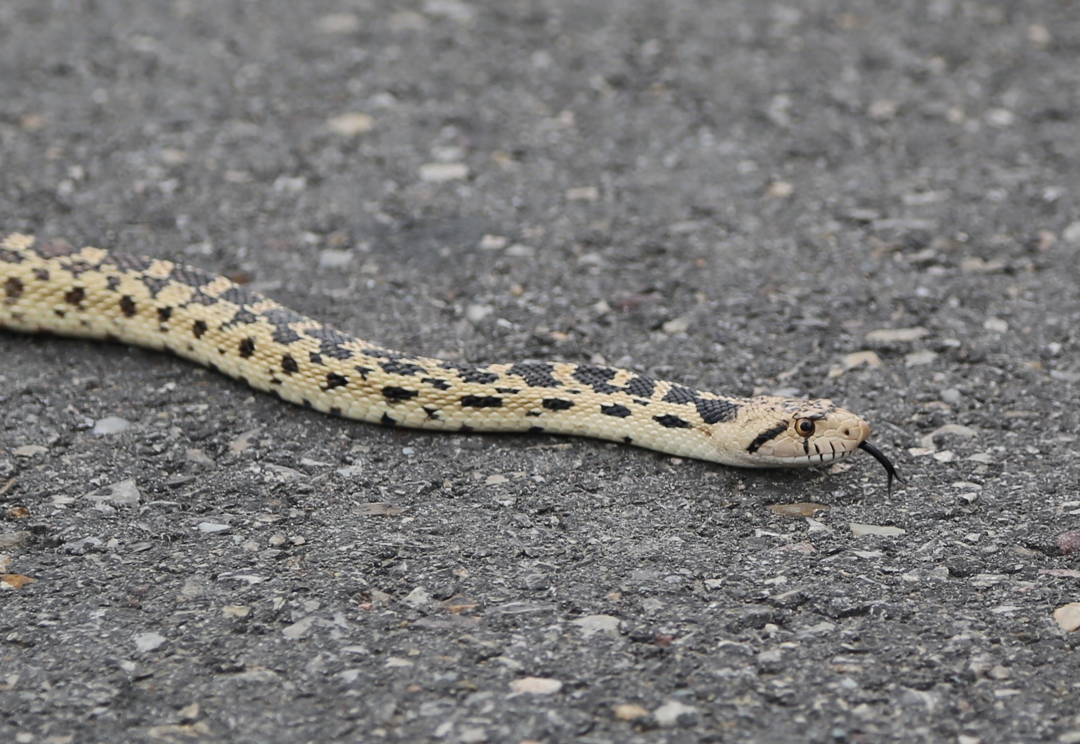 New Mexico State Snake