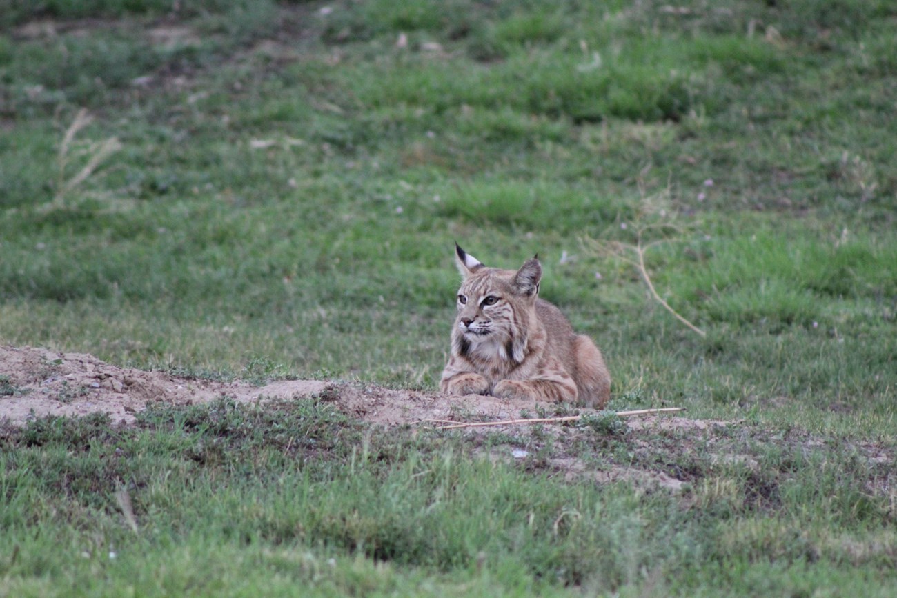 A bobcat lies in wait at the entrance to a prairie dog burrow.