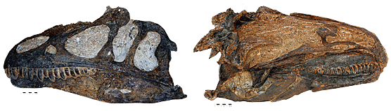 Exterior and interior of an Allosaurus jimmadseni skull.