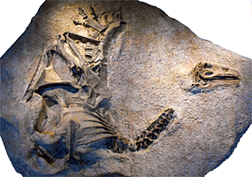 Allosaurus jimmadseni slab cast