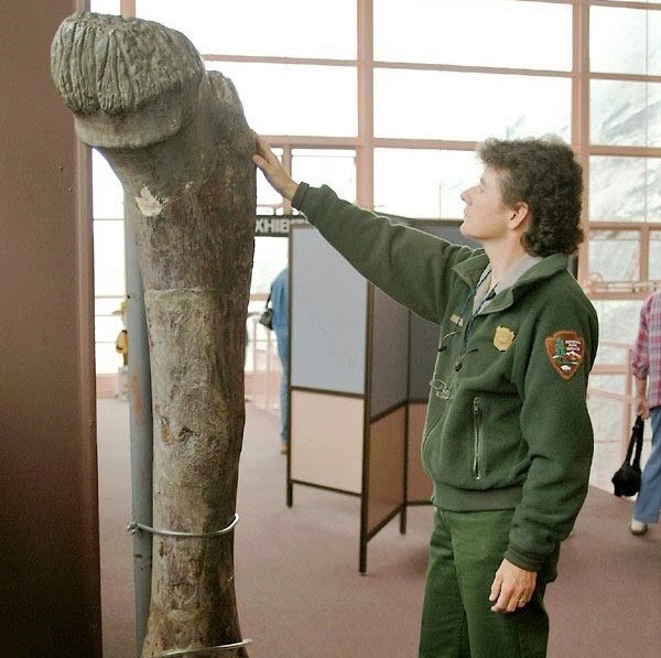 A color photo of short-haired woman in a green Park Service uniform reaches up to touch the top of a Diplodocus femur.