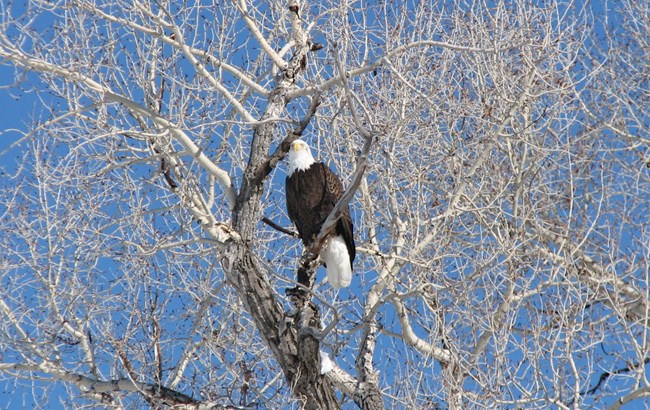 A large bird of prey with a yellow beak and legs, dark brown body, and a white head and tail sits in a leafless tree.