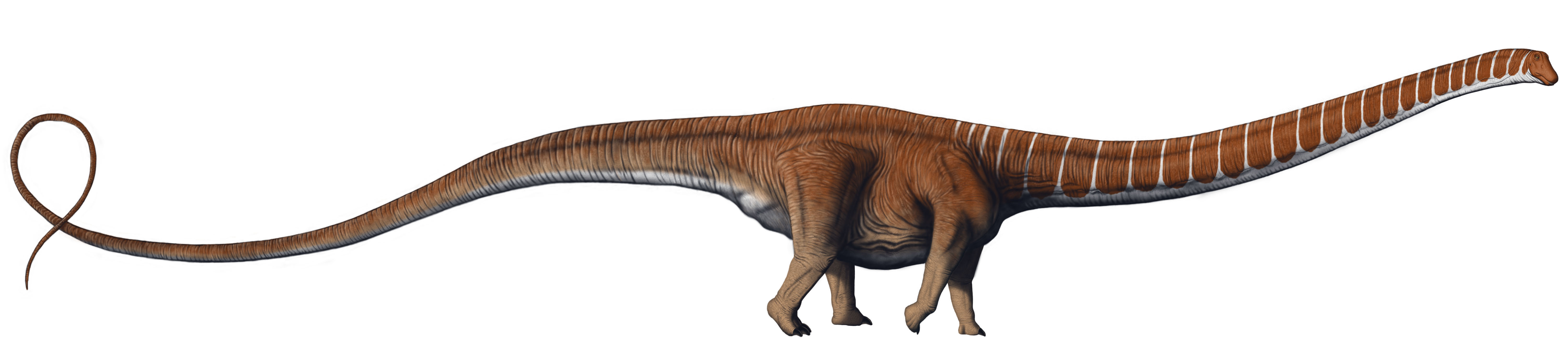 Барозавр. Barosaurus Lentus. Барозавр (Barosaurus). Барозавр динозавр. Барозавр скелет.