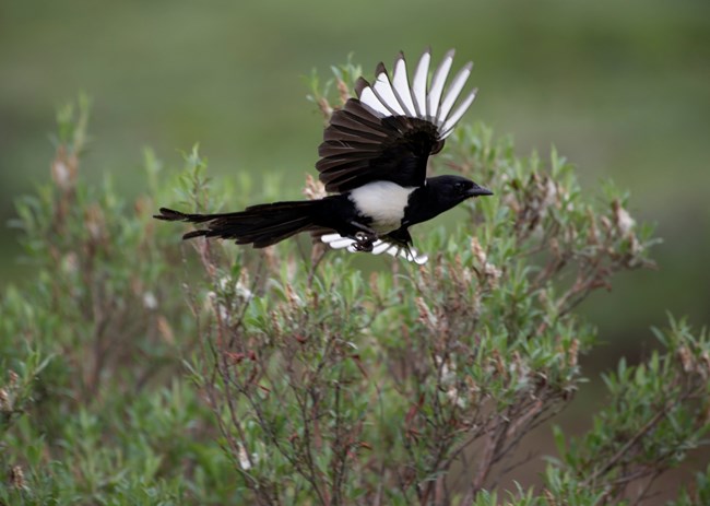 A flying bird with a black head, white belly, long black and blue tail, and white wings with black tips soars over green bushes.