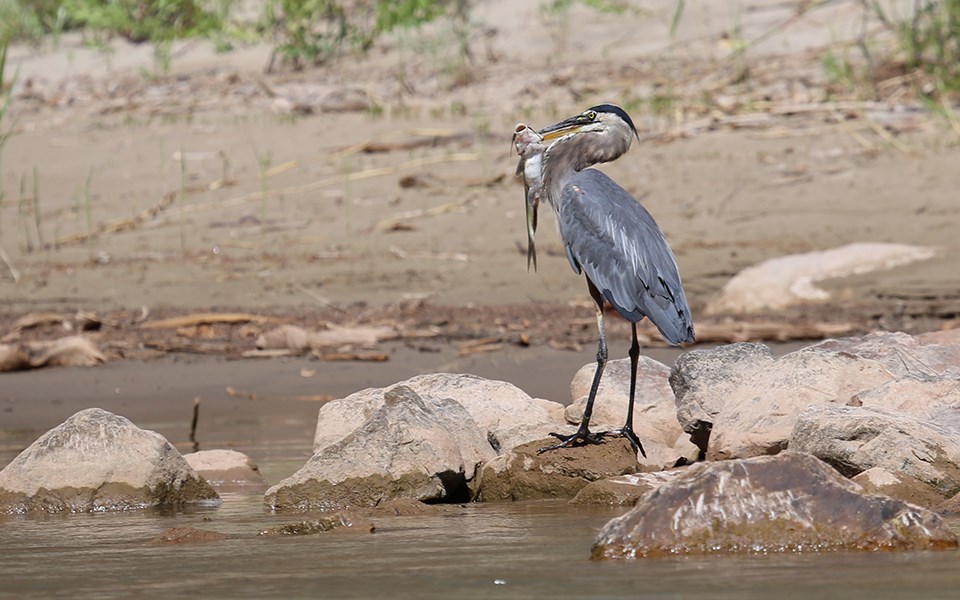 A large, stork-like bird known as a great blue heron stands on rocks in a river. It is holding a fish with its beak.