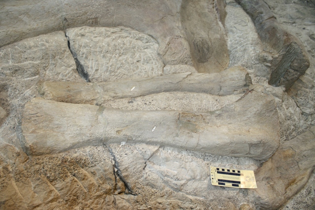 Dinosaur Bones