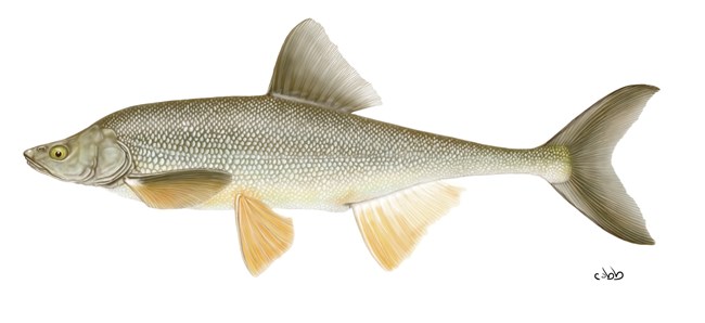 An illustration of a fish with a narrow face, silvery gray back, and pale belly.