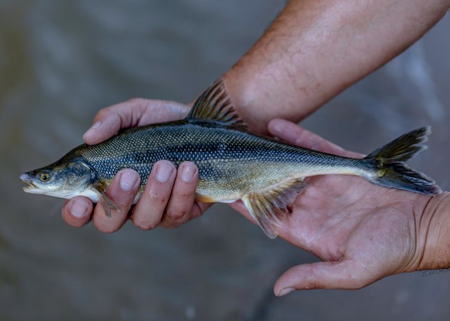 Hands holding a dark, silvery-gray fish with a pointed face and yellow eyes