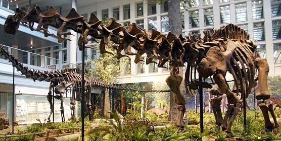 The first specimen ever found at Dinosaur, this Apatosaurus louisae, has been on display at the Carnegie Museum since 1915, except for a few years when the dinosaur hall was being redone. The first specimen ever found at Dinosaur, this Apatosaurus louisae, has been on display at the Carnegie Museum since 1915, except for a few years when the dinosaur hall was being redone.