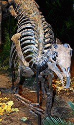 The toothless beak of Camptosaurus was used to pluck and nip vegetation.
