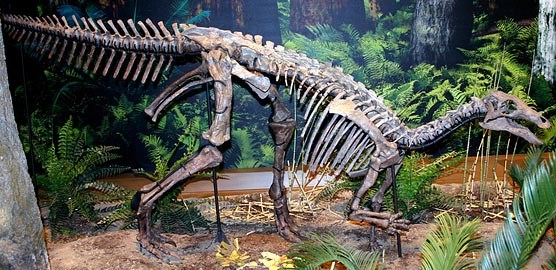Camptosaurus is now a displayed as a freestanding mount at the Carnegie Museum. Camptosaurus is now a displayed as a freestanding mount at the Carnegie Museum.