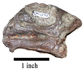 Photo of a juvenile skull of a Dryosaurus on display at the Carnegie Museum.