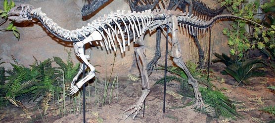 This Dryosaurus altus at the Carnegie Museum is the only mounted one in the world. This Dryosaurus altus at the Carnegie Museum is the only mounted one in the world.
