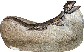 This Hoplosuchus is so well preserved that the armor, limb, and skull are in life position. This original is on display at the Carnegie Museum.