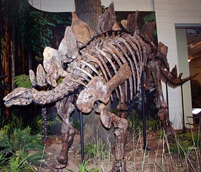 This Stegosaurus at the Carnegie Museum shows the plates staggered along the back, as most paleontologists believe they were arranged.