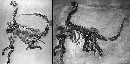 Camarasaurus fossils in rock