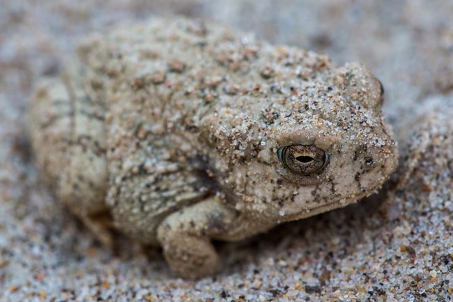 A beige colored Woodhouse's toad blends perfectly into its sandy habitat.