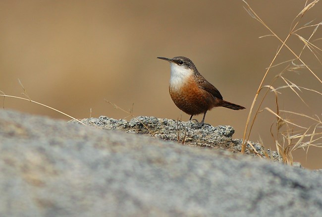 A small, round bird with a grey-brown head and back, white throat, and reddish belly standing on a rock.