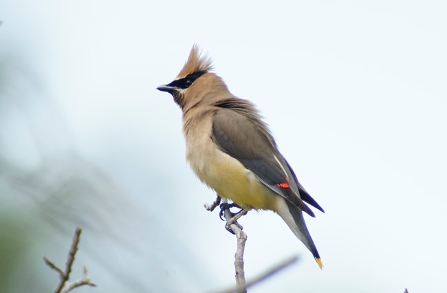 A colorful bird with a light brown head, black eye stripe lined in white, yellow belly, gray wings with a red patch, and a gray and black tail, tipped with yellow. It's perching on a branch.